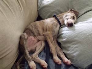 8 week old whippet