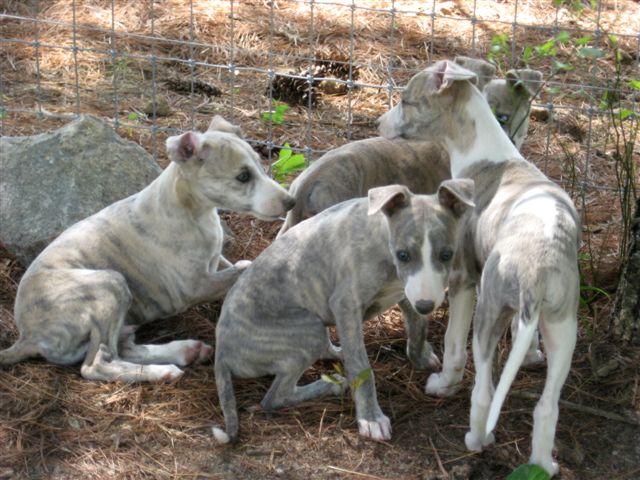 whippet breeders near me